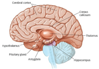 Los tres cerebros y nuestra marca