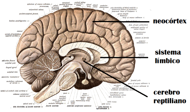 3 cerebros y nuestra marca