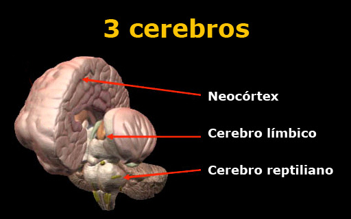 los tres cerebros para nuestra marca personal
