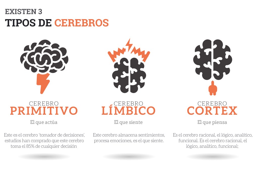 cerebros reptil limbico y neocorteza