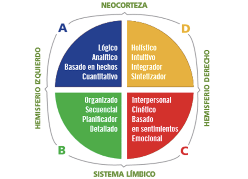 Los 4 cerebros de Herrmann