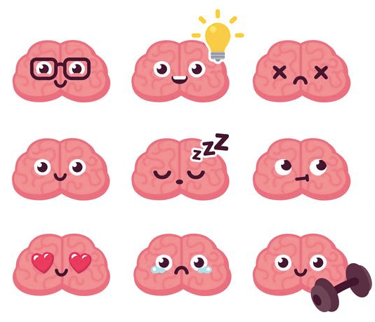 Los 4 cerebros de Herrmann