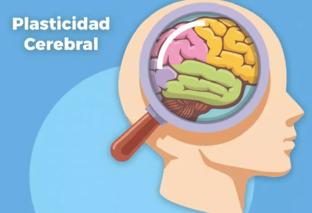 Neuroplasticidad cerebral