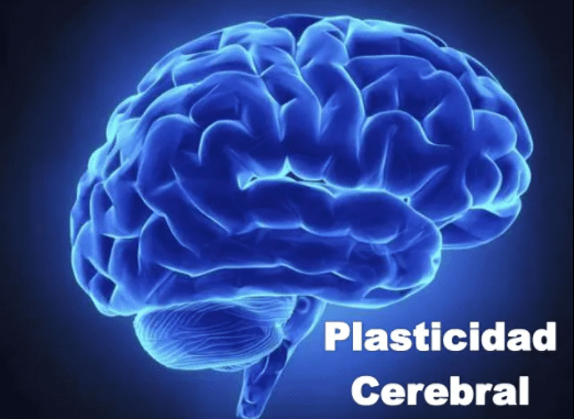 Neuroplasticidad cerebral